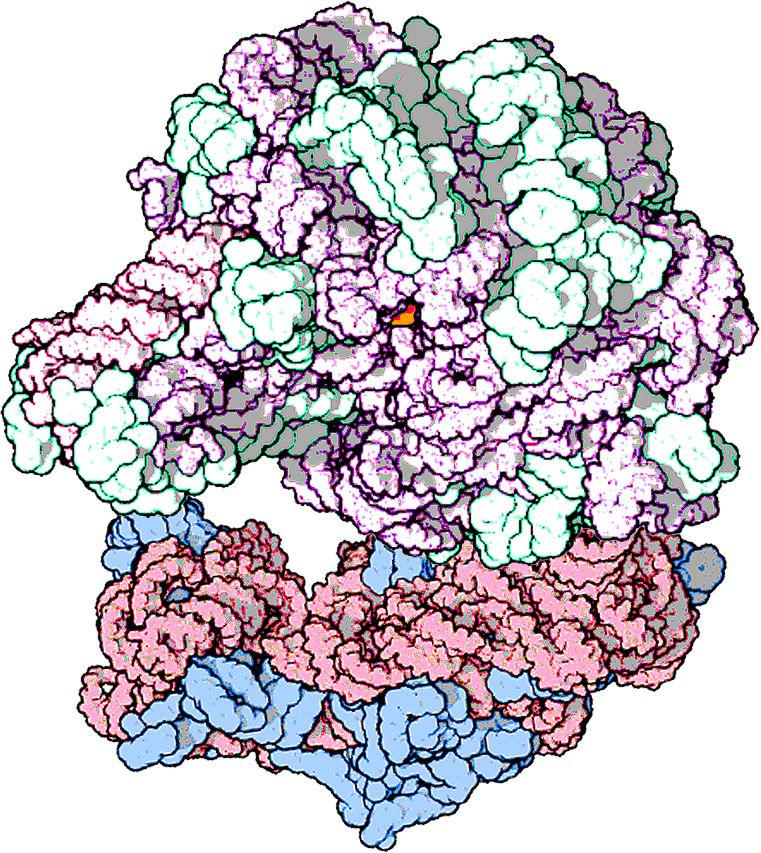 Ribosome structure representing the translation system
